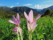 65 Colchicum autumnale (Colchico d'autunno) nei prati con vista in Cancervo